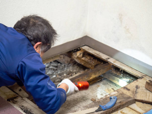 Best Mold Remediation  in Inesville, GA