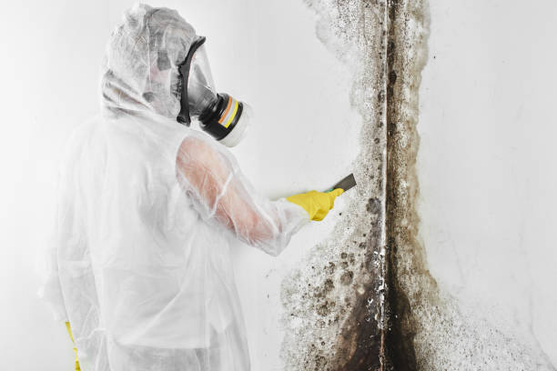Best Mold Testing  in Inesville, GA