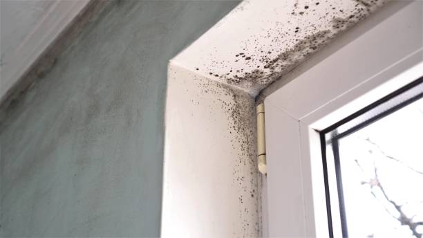 Best Same-Day Mold Removal  in Inesville, GA