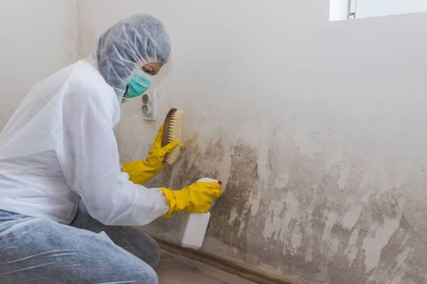 Best Affordable Mold Removal  in Inesville, GA