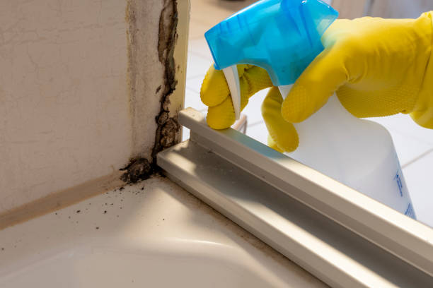 Best Emergency Mold Removal  in Inesville, GA