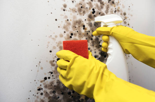 Best Mold Damage Repair  in Inesville, GA