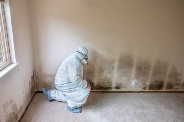Best Mold Testing  in Inesville, GA