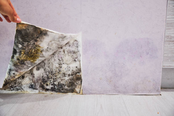 Best Black Mold Removal  in Inesville, GA